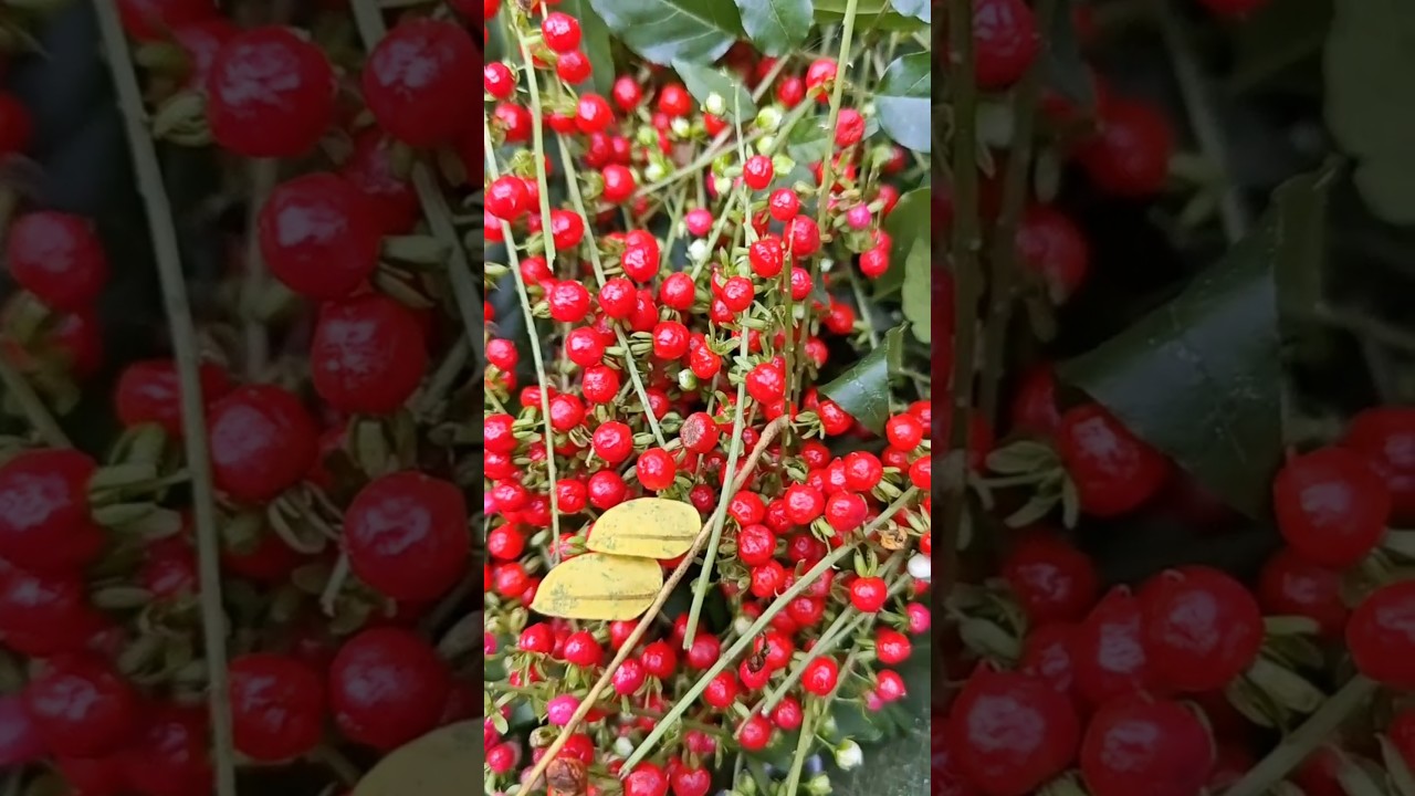 Blood berry#nature#plants#shorts#youtubeshorts #trending