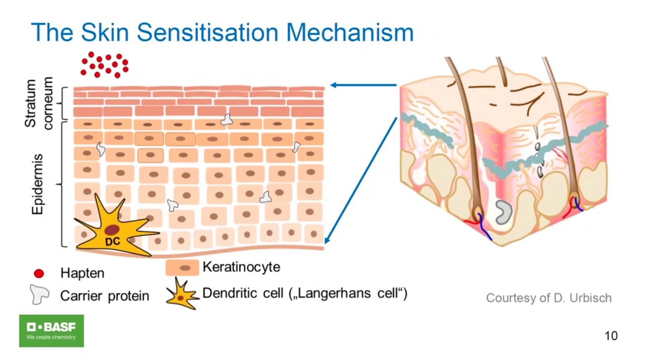 Skin Sensitisation