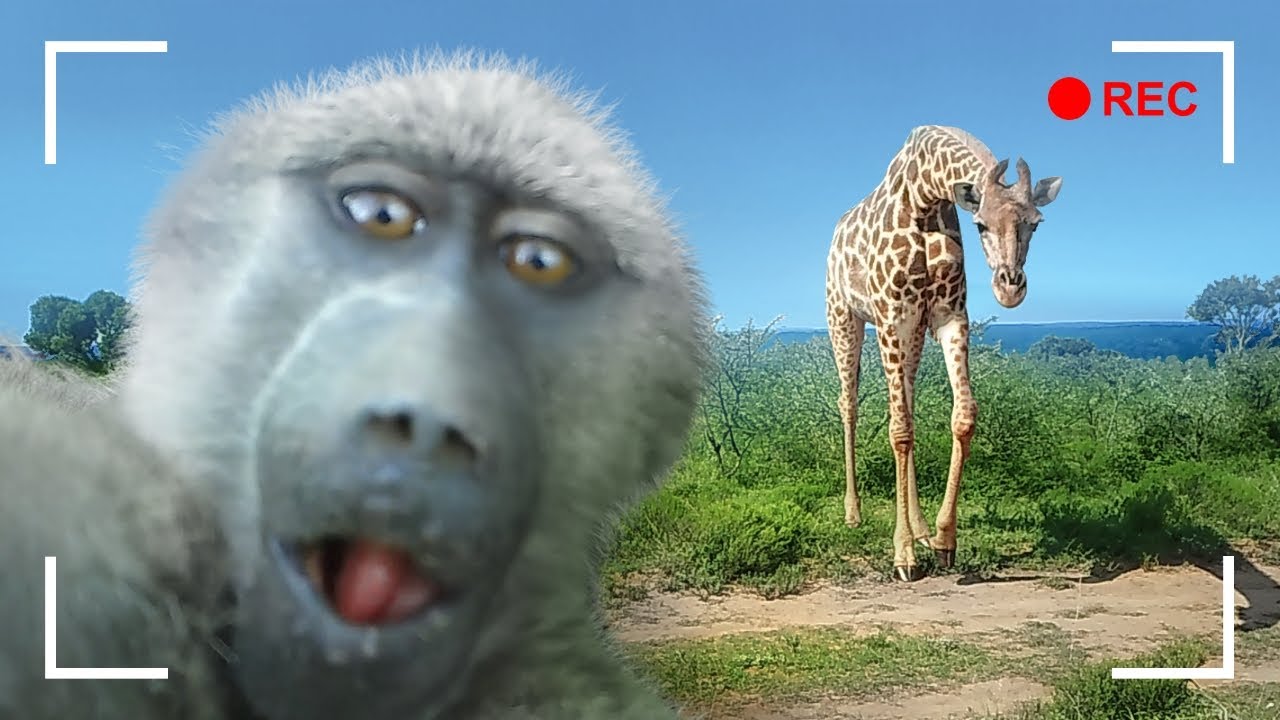 Wild Animals Are Shocked By Hidden Cameras