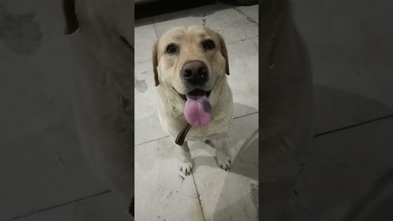 Simba’s World 🐶 ⭐ is live!