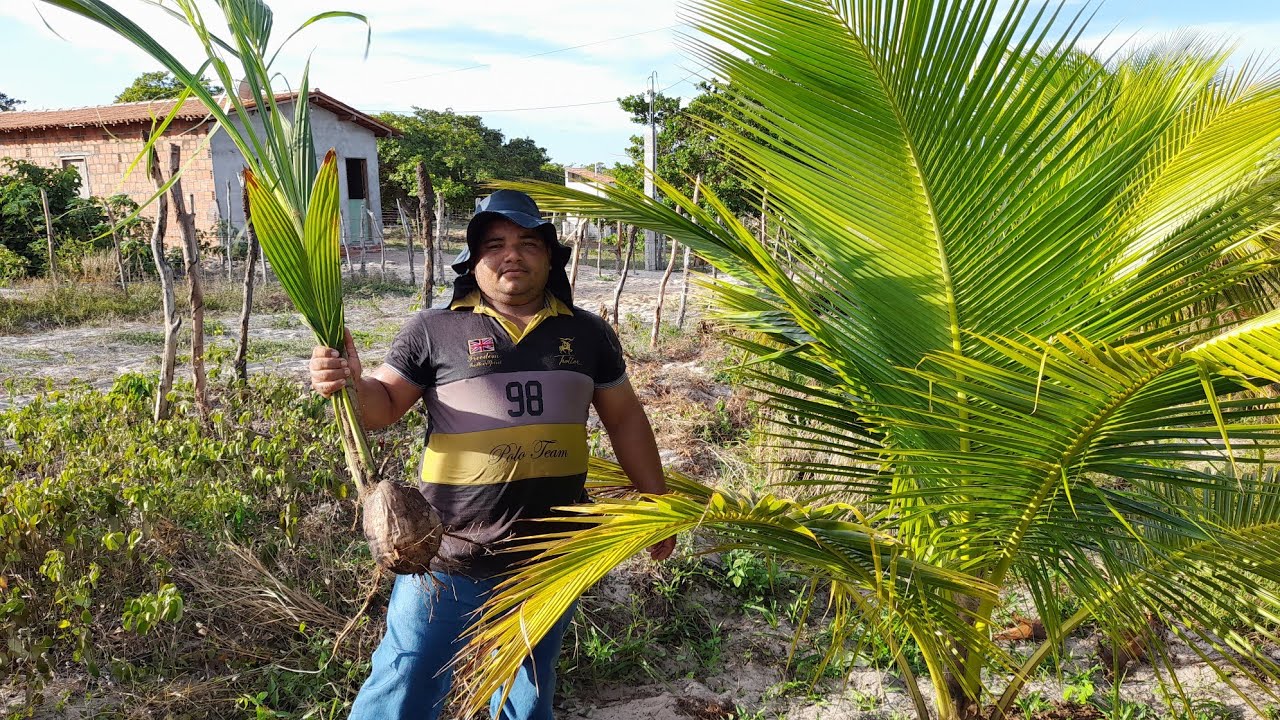 VEJA O PORQUÊ TROQUEI ESSA MUDA + COMO PLANTAR COQUEIRO
