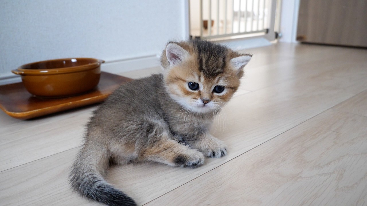 Cute kitten is surprised when mama cat suddenly turns ferocious...