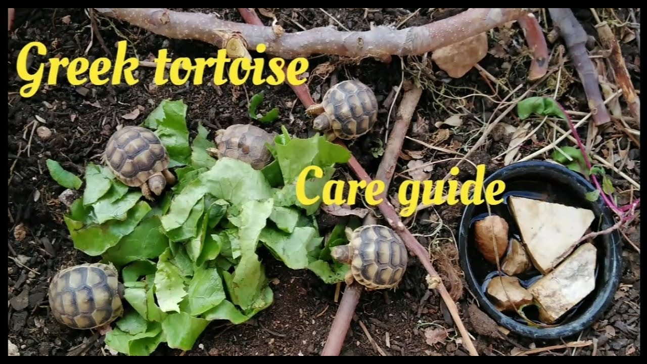 How to care for Greek tortoises (I have 5 of them)