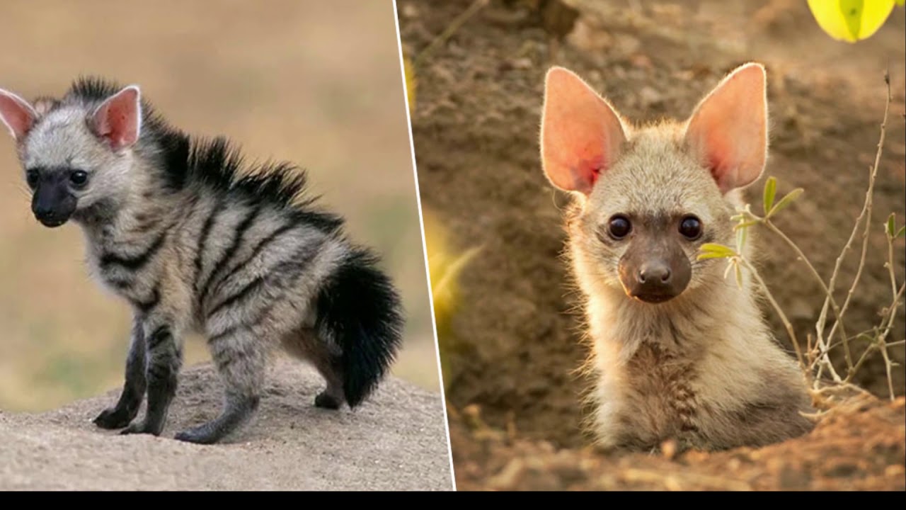 Aardwolf: The World's Cutest Hyena
