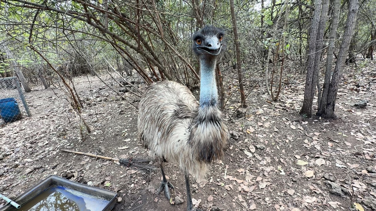 QUE ES UN EMU????