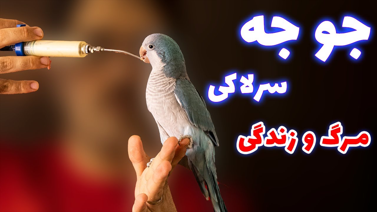 نکات حیاتی جوجه طوطی سرلاکی + بهترین روش سرلاک دادن  || how to take care of a baby parrot
