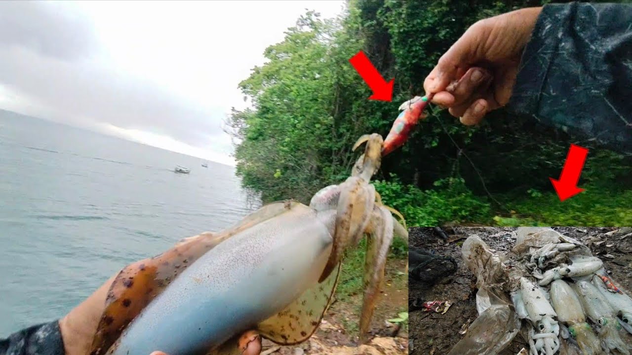 menggunakan Egi ini !!! mancing cumi-cumi bisa dapat sebanyak ini