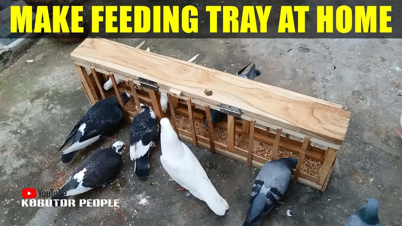 How To Make Pigeons Feeding Tray At Home | Homing Birds Food, Bird Feeder Cage Make | Do It Yourself