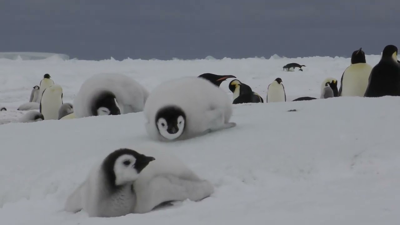 snowhill emperor penguin のんびりコウテイペンギン