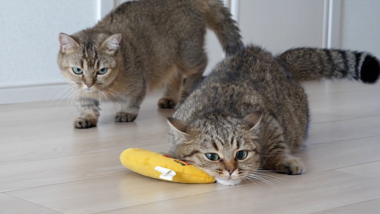 Mother cat Lili is trying her best to raise kittens while taking a good breather