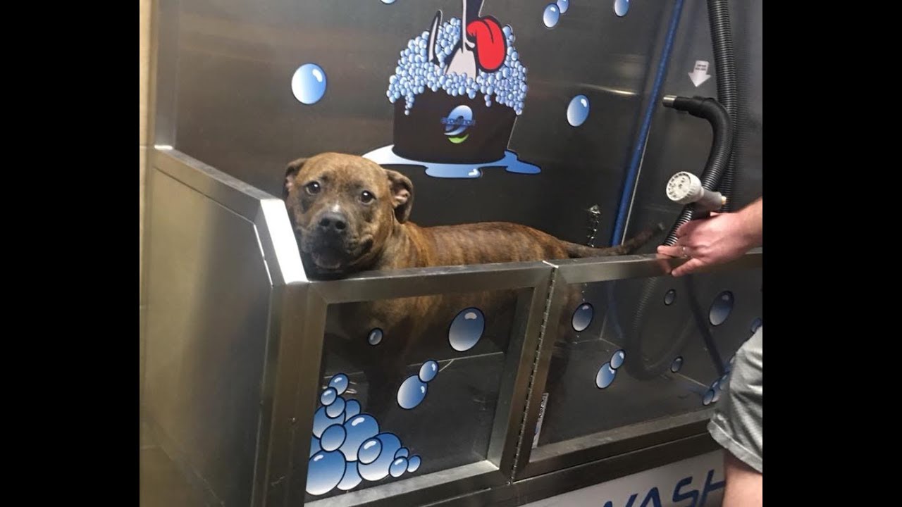 Self Serve Dog Wash