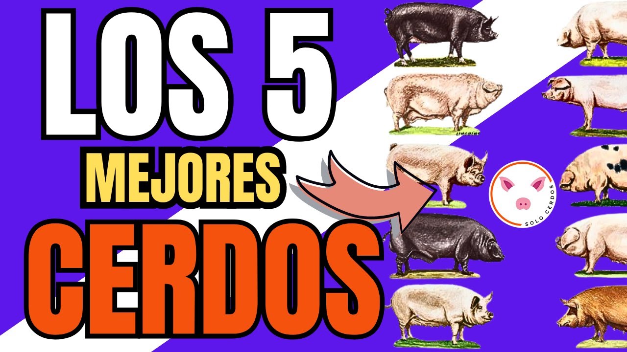 🏆Las 5 Mejores RAZAS De CERDOS Engorde En Colombia y en el Mundo💎