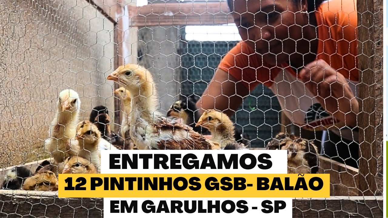 Pintinhos GSB Em São Paulo : A Melhor Genética para Sua Criação!