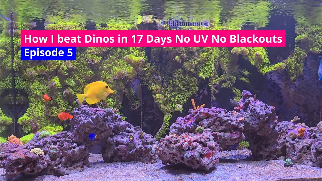 How I beat Dinos (Dinoflagellates) in 17 Days No UV No Blackouts | Episode 5