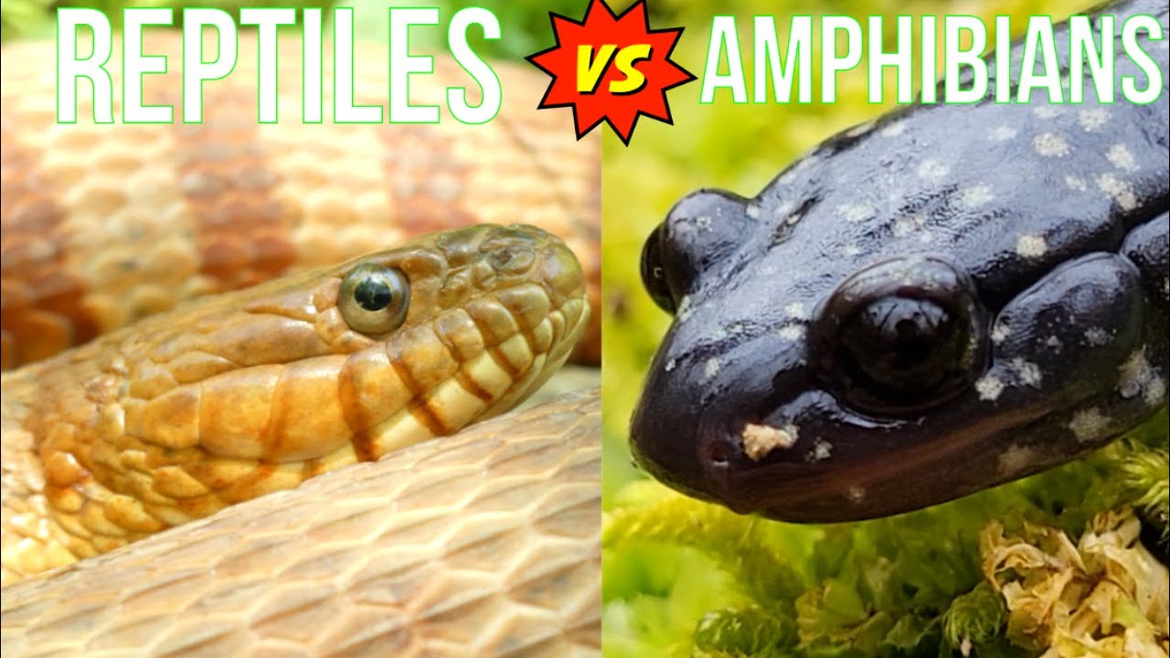 Reptiles vs. Amphibians: What's the Difference?