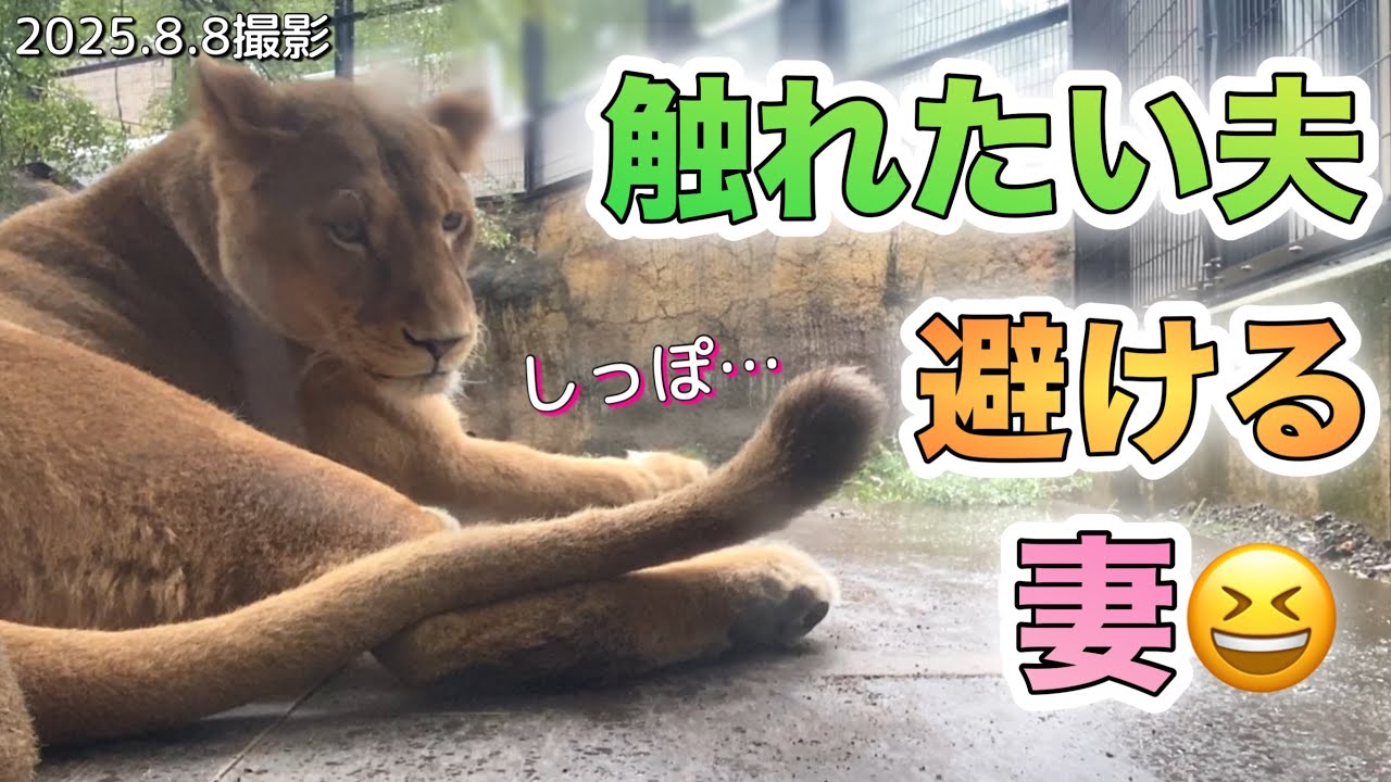 《旭山ライオン＆トラ》触れたい夫オリト、避ける妻イオの結末は⁉︎娘がパパにプレゼント？集まるポリタンク。オリトイオ＆ザリアファミリーvol681