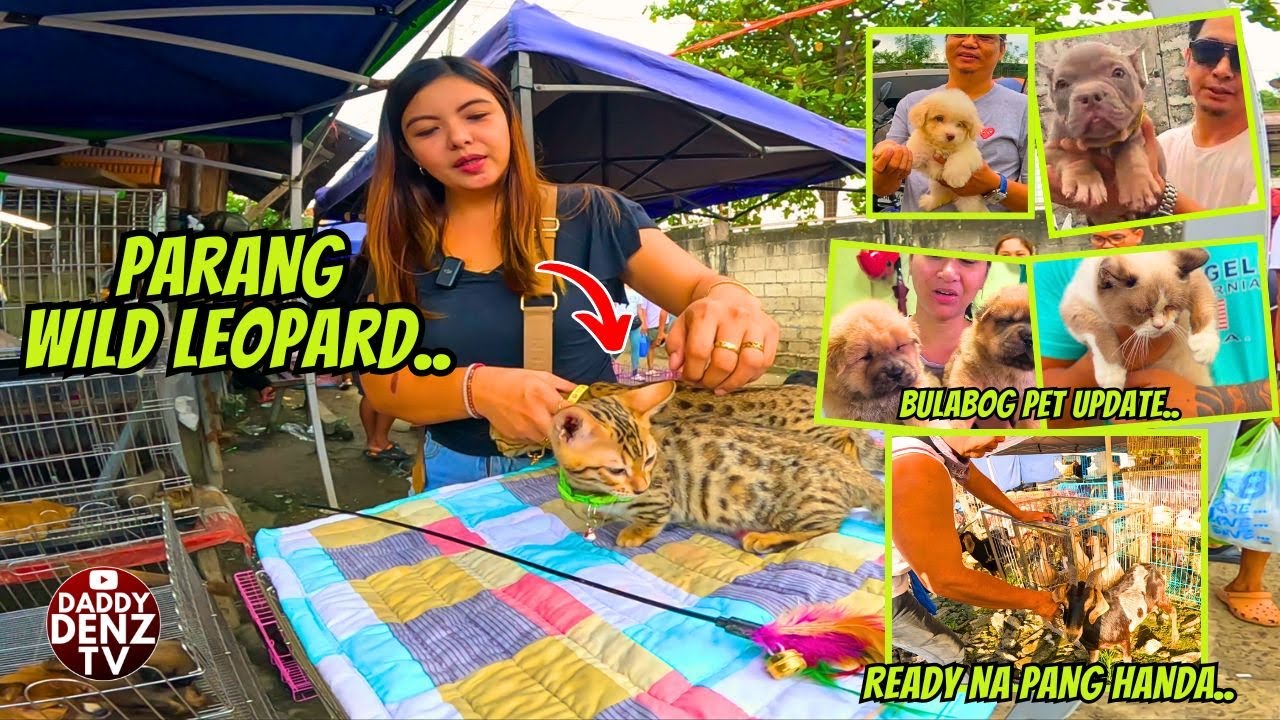 READY NA PANG REGALO AT PANG HANDA.. /  DEC. 12 @BOCAUE PETS & LIVESTOCK MARKET