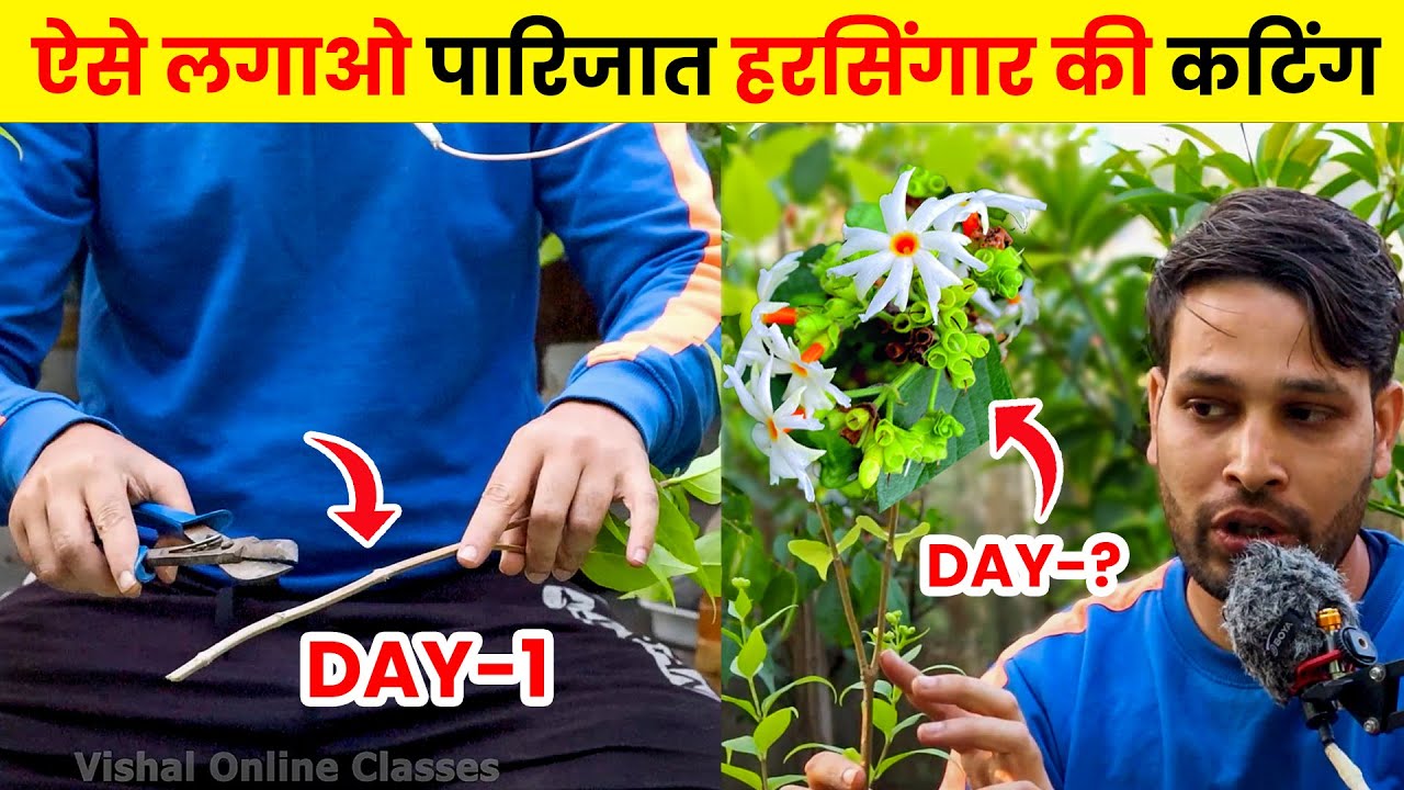 ऐसे लगाओ पारिजात हरसिंगार की कटिंग | Harsingar Plant ki cutting kaise lagaen | Parijat Cuttings Grow