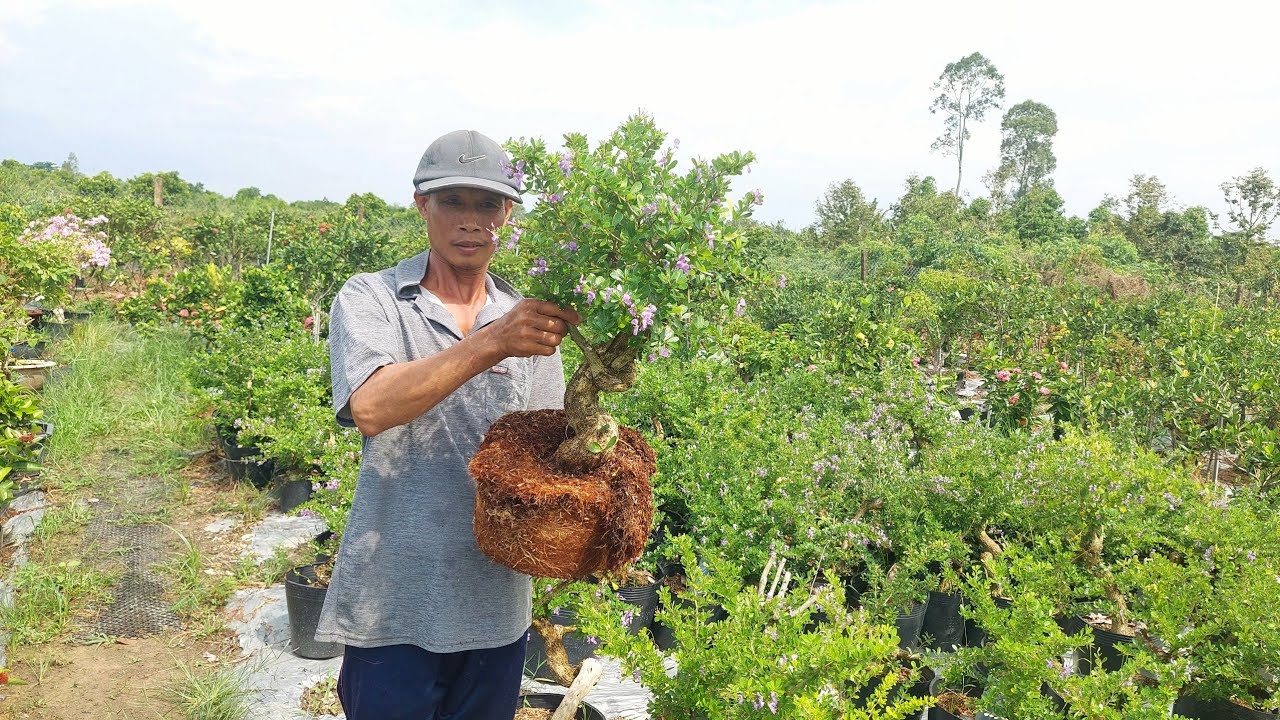 28/6 ☎️ NGUYỄN DANH 0798027759-0774004020 Linh Sam, Mẫu Đơn, Trang Giống Các Loại Chào Bán