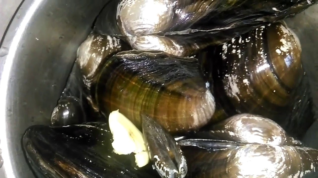 田蚌 河蚌 活力湯