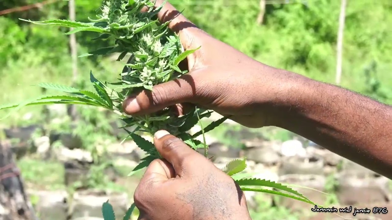 Grow Cannabis strains sativa & Indica marijuana | Jamaica Travel vlog (the best weed in jamaica)