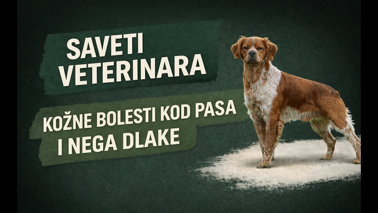 Kako Sprečiti Kožne Bolesti Kod Pasa I kao Negovati Dlaku?