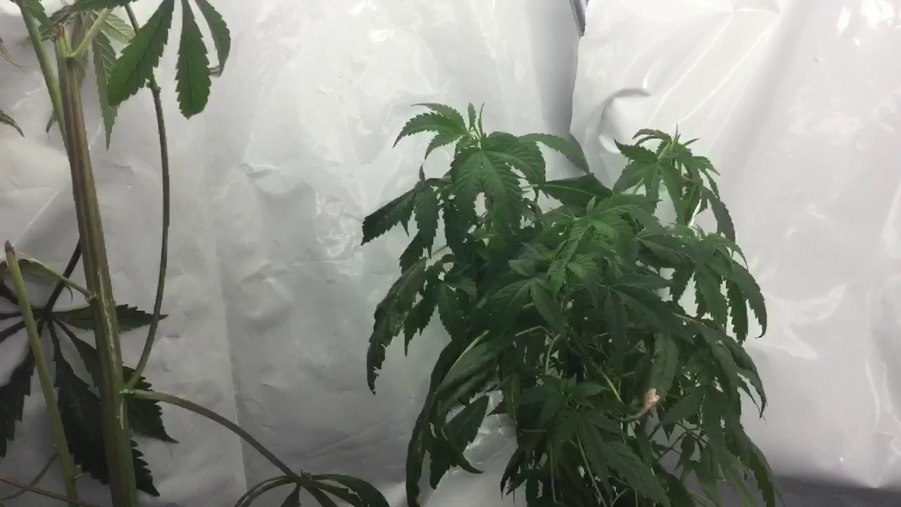 grow strains Purple lemonade x buckeye purple