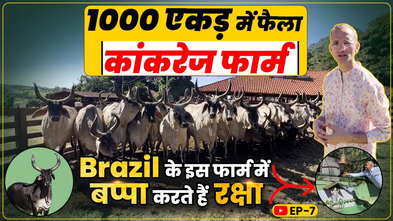 Brazil में 90 साल पुराना कांकरेज फार्म, 1000 एकड़ में रहती हैं गाय। हिंदू देवी-देवता की पूजा । Ep-7
