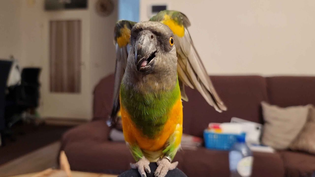 Happy Senegal Parrot Pinky Whistling (with me)