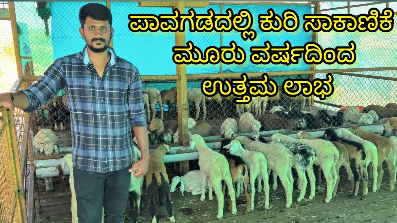 ಪಾವಗಡದಲ್ಲಿ ಕುರಿ ಸಾಕಾಣಿಕೆ ಅಮೀನಗಡ ತಳಿ ಯಳಗ ಕುರಿಗಳು ಮತ್ತು ಬಂಡೂರು ಕುರಿ ಮೂರು ವರ್ಷದಿಂದ Sheep Farming