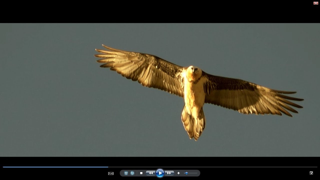 Race Noble - gypaetus barbatus