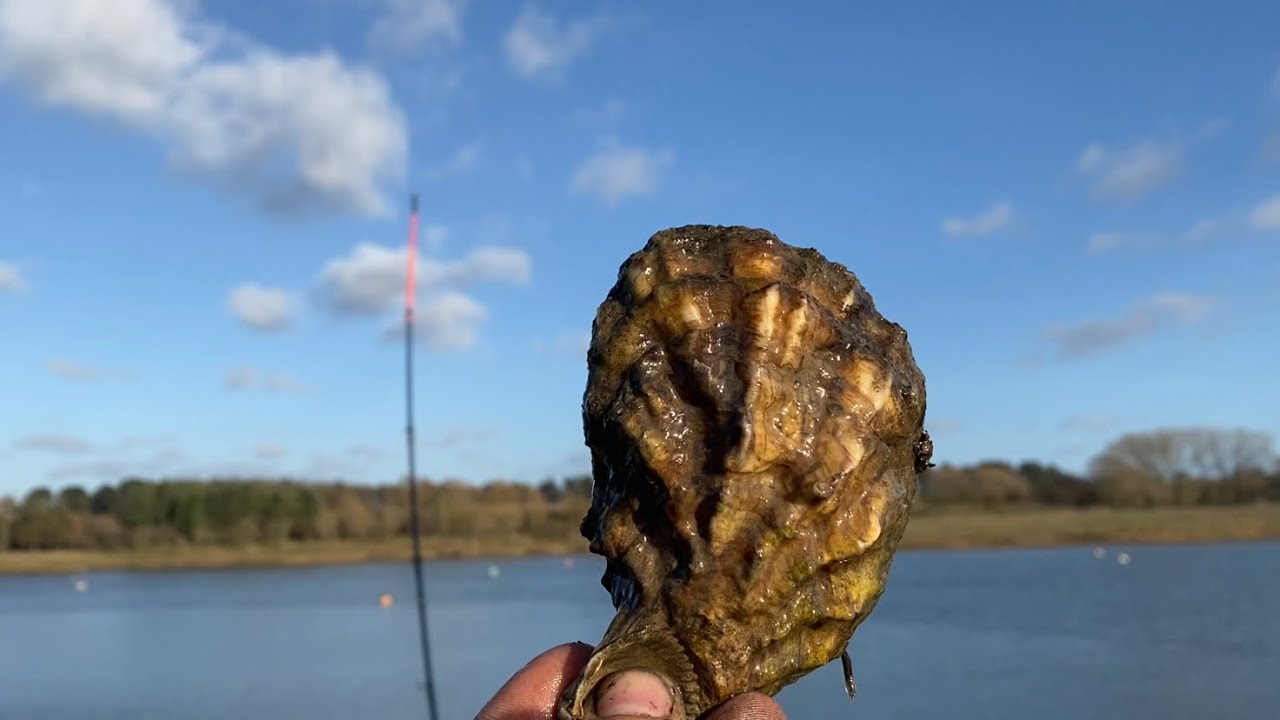 Oysters, deer, crabs & worms