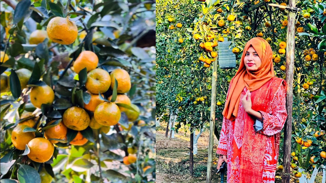 গাজীপুরের ভাইরাল কমলা বাগান  😱🍊
