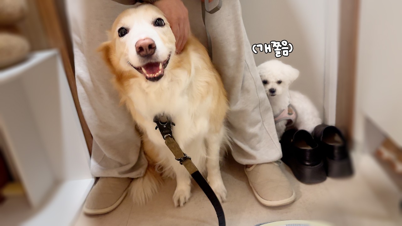 가을이가 겁 많은 강아지랑 친해질 수 있었던 방법..! (왕귀여움)