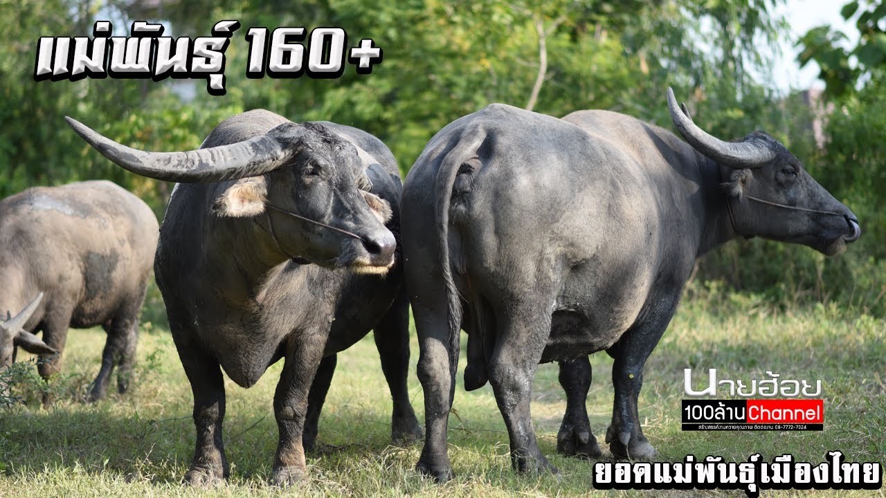 แม่พันธุ์ 160+ เดินกินหญ้าข้างทาง แม่ปานเงิน (ฟ้าประธาน) แม่ไม้ทอง (ตะวันฉาย) ที่ส.มีสุวรรณ อยุธยา