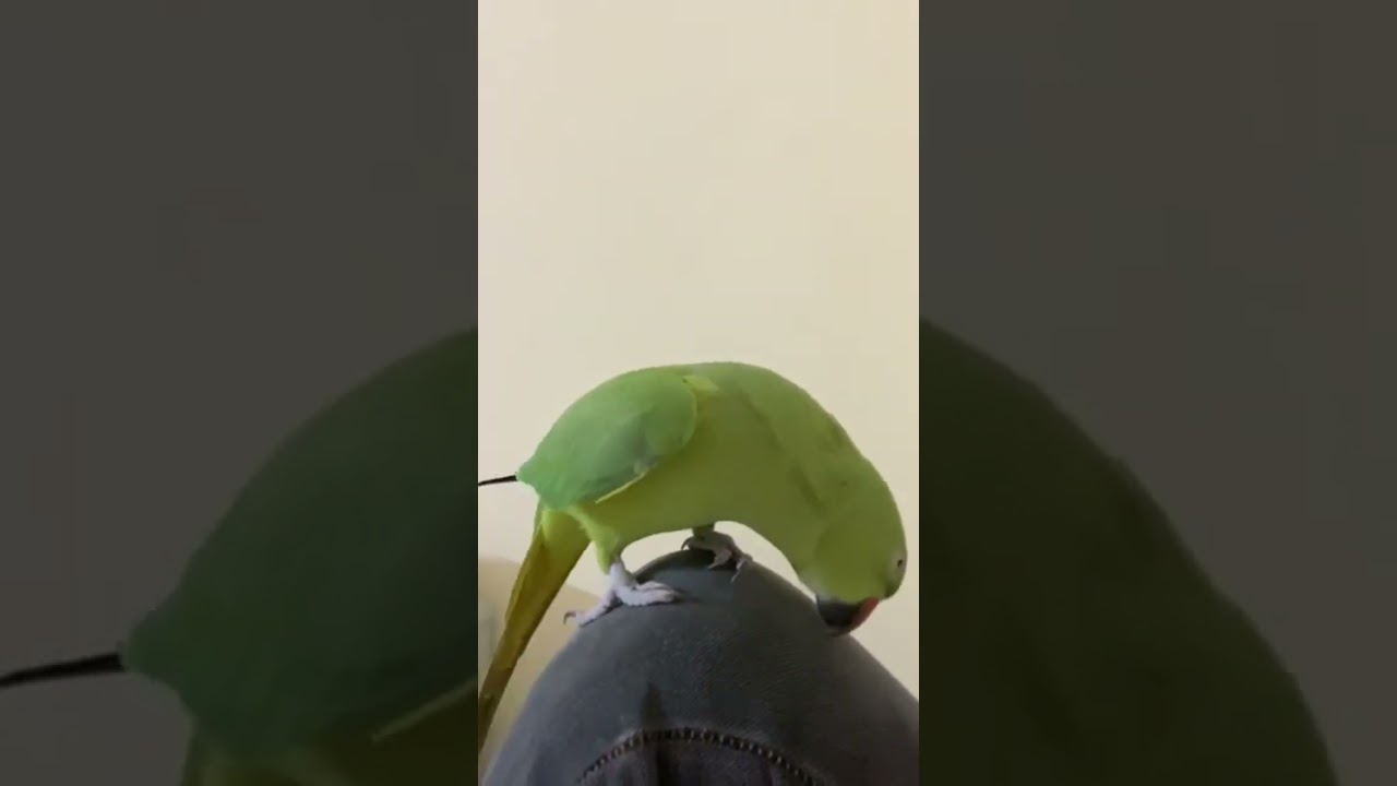 Mitu mitu bolnevala hamare ghar ka mitu#mitu #parrot #love #prince #mitunavlogs