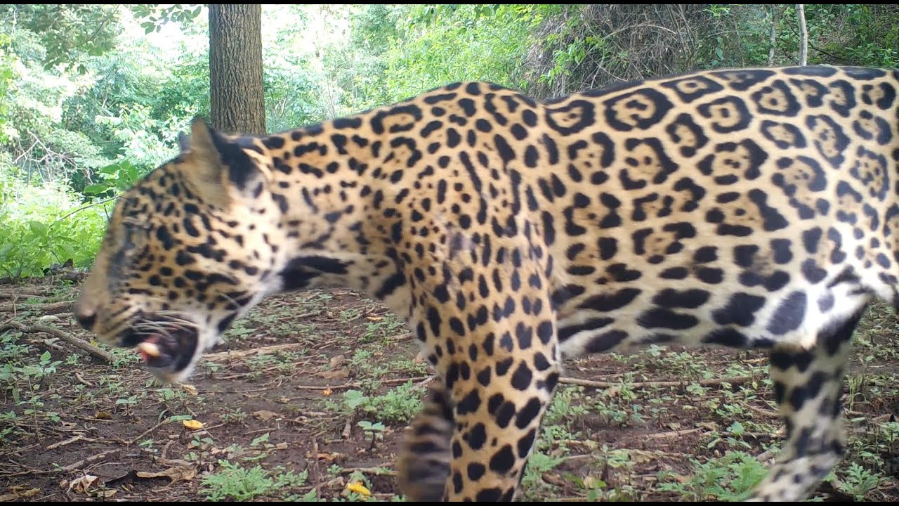 Jaguars in Guanacaste, Costa Rica