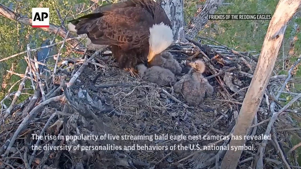 Bald eagle cameras reveal diverse personalities