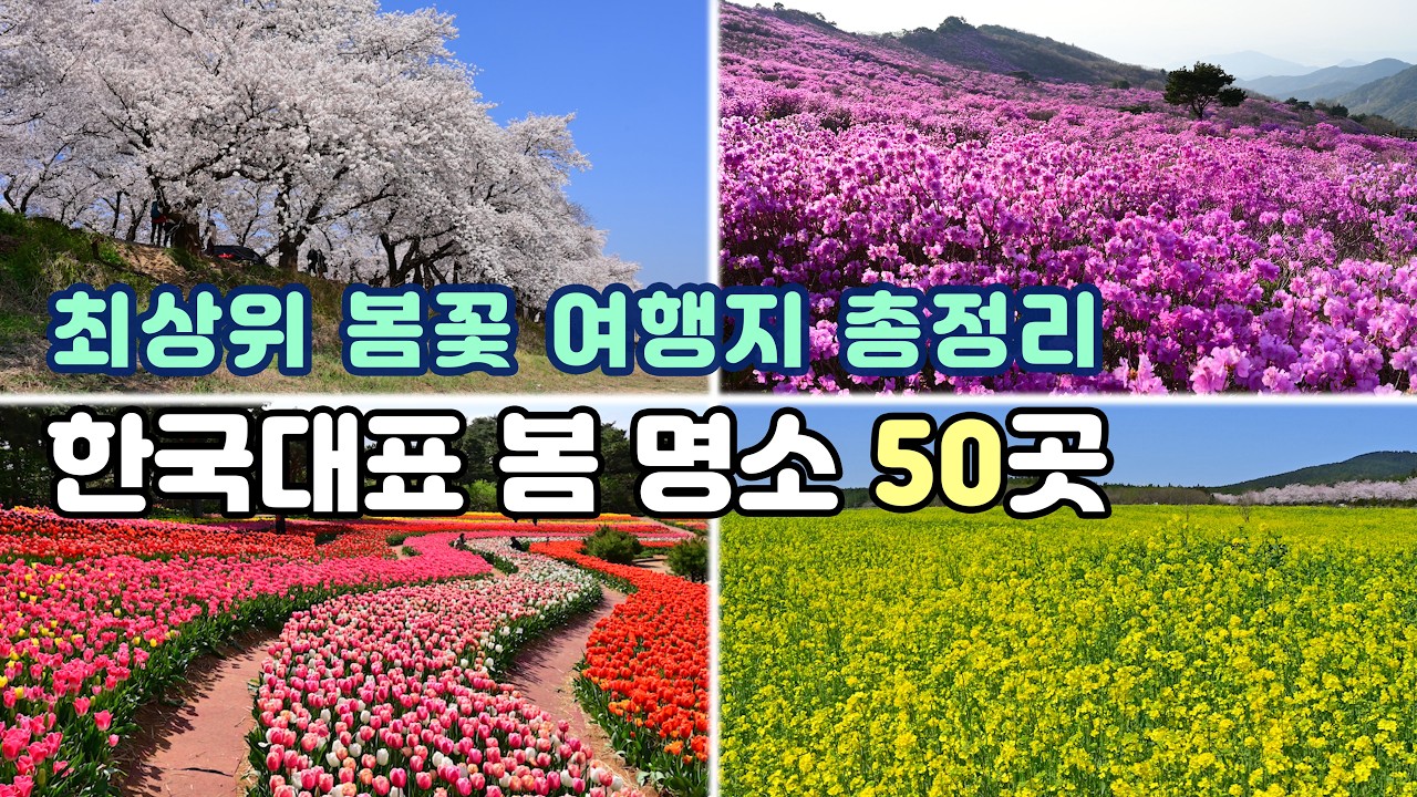 올봄 꼭 가봐야 할 한국 봄꽃명소 50곳 🌸 전국 봄 여행지 & 개화 정보 총정리(영상 에디터 편집한 화려한 한국 봄 여행지)