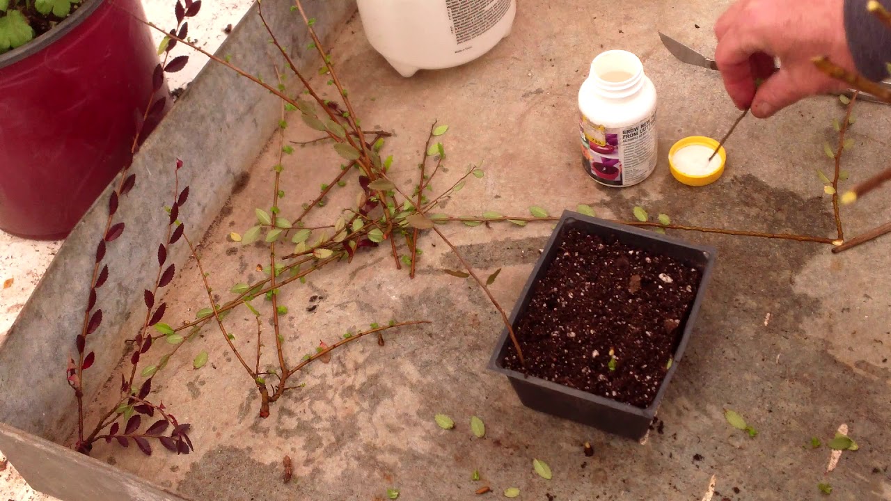 Chinese elm propagation for bonsai