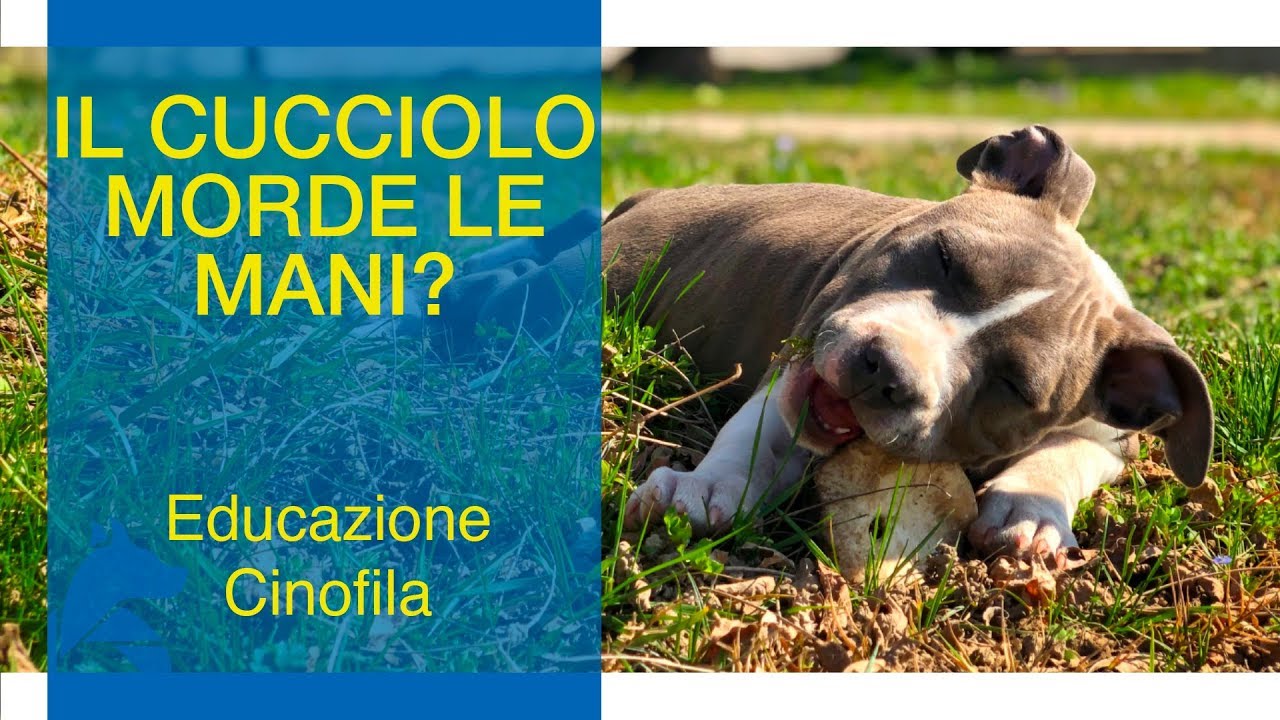 Cosa Fare Se il Cucciolo Morde le Mani?