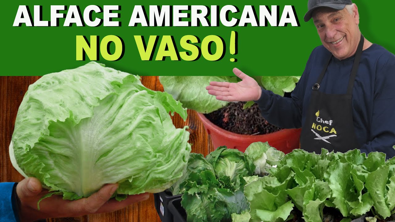 Como plantar ALFACE AMERICANA🥬 no VASO ou PEQUENOS ESPAÇOS