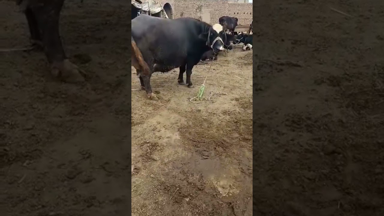 #Nili ravi #pakistani buffalo breed meeni punjab