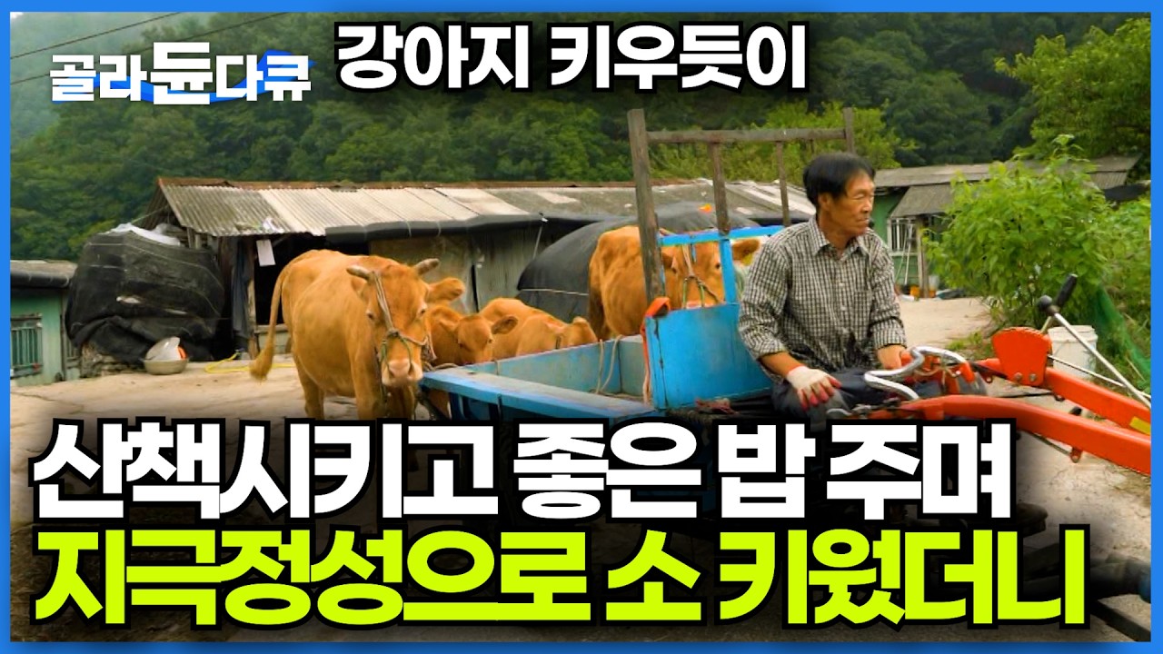 소들도 아는 거 같다. 할머니 소부터 손녀 소까지 3대 황소 4마리 키우는 할아버지의 낭만 시골살이ㅣ이제는 가족이 된 소ㅣ한국기행│#골라듄다큐