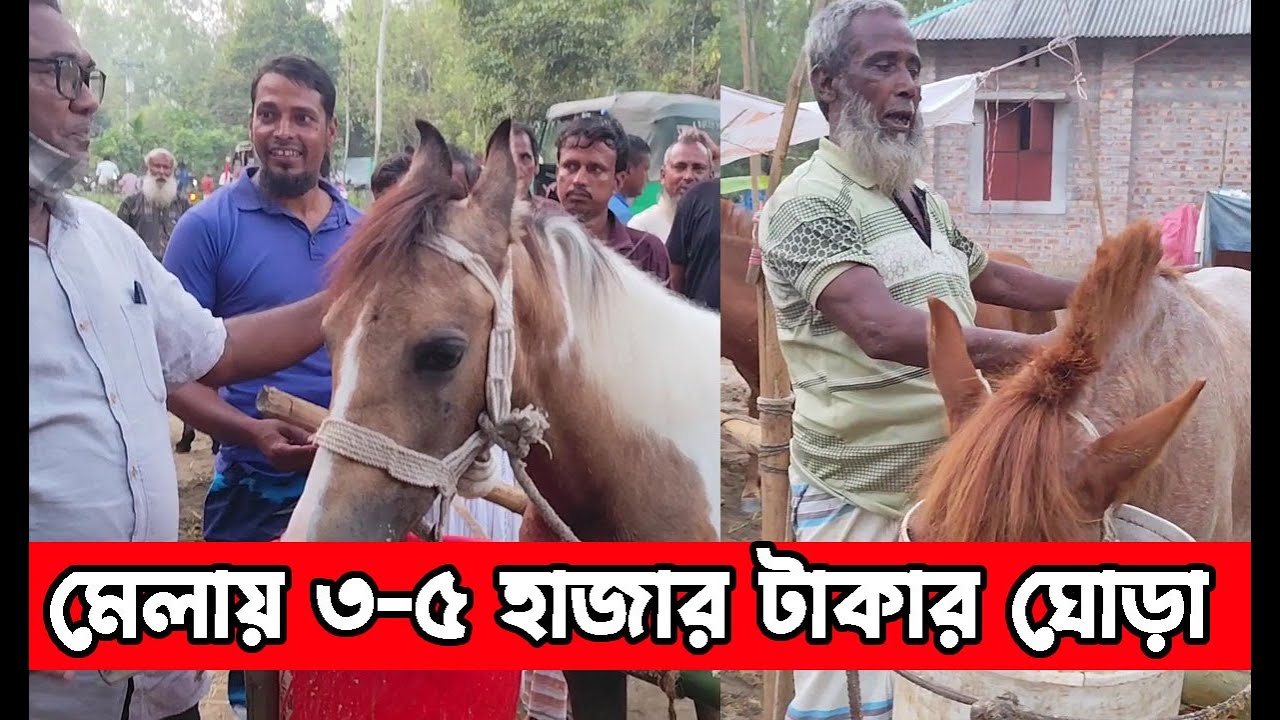 মেলায় ঘোড়ার হাট, ৩-৫ হাজার টাকায় মিলছে ঘোড়া । Birgonj I ঢেমঢেমিয়া কালির মেলা I Local Life Bangladesh