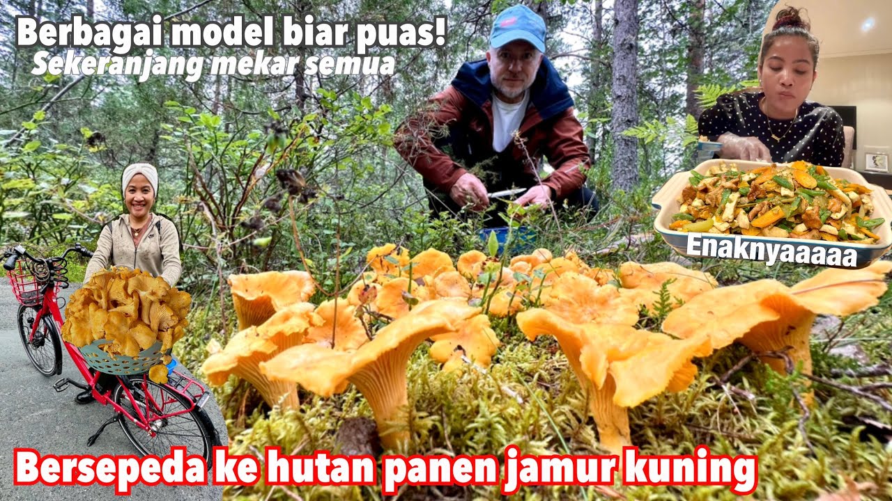 BERSEPEDA KE HUTAN PANEN JAMUR BAR-BAR PADA MEKAR LANGSUNG DI OSENG TAHU BUNCIS