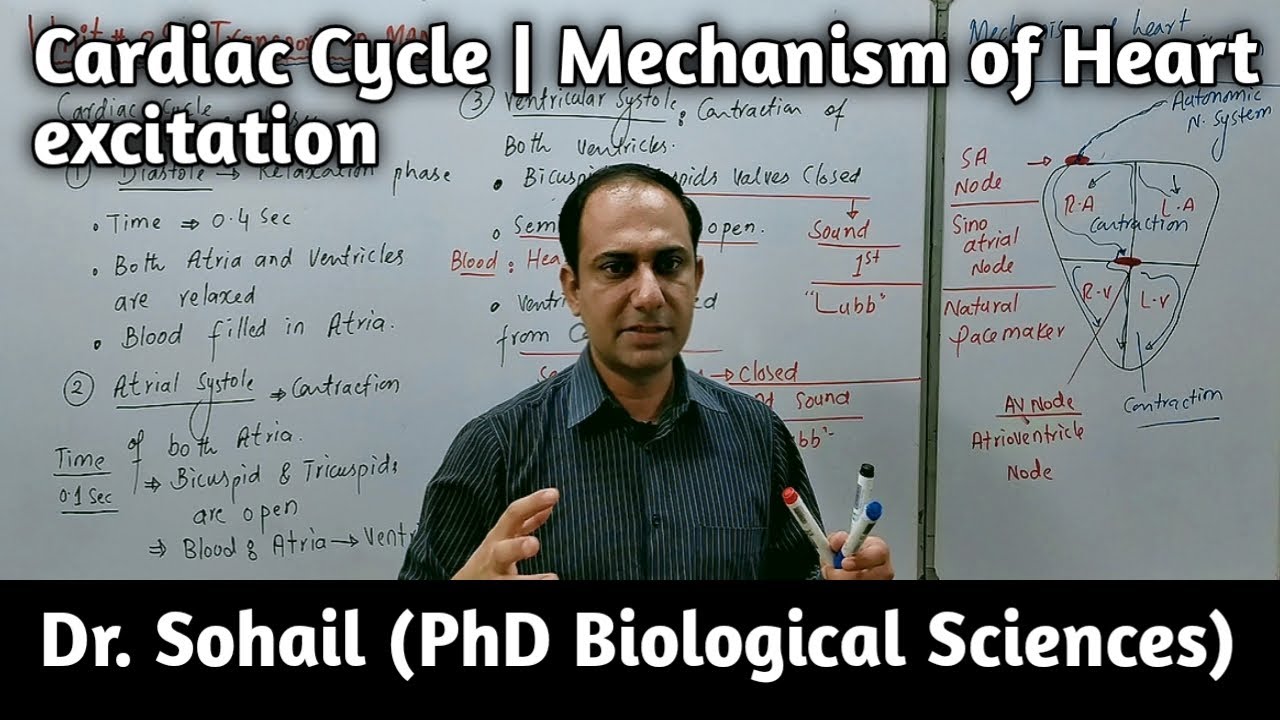 Cardiac Cycle | Mechanism of Heart Excitation | MDCAT Biology | NEET Biology | Urdu/Hindi