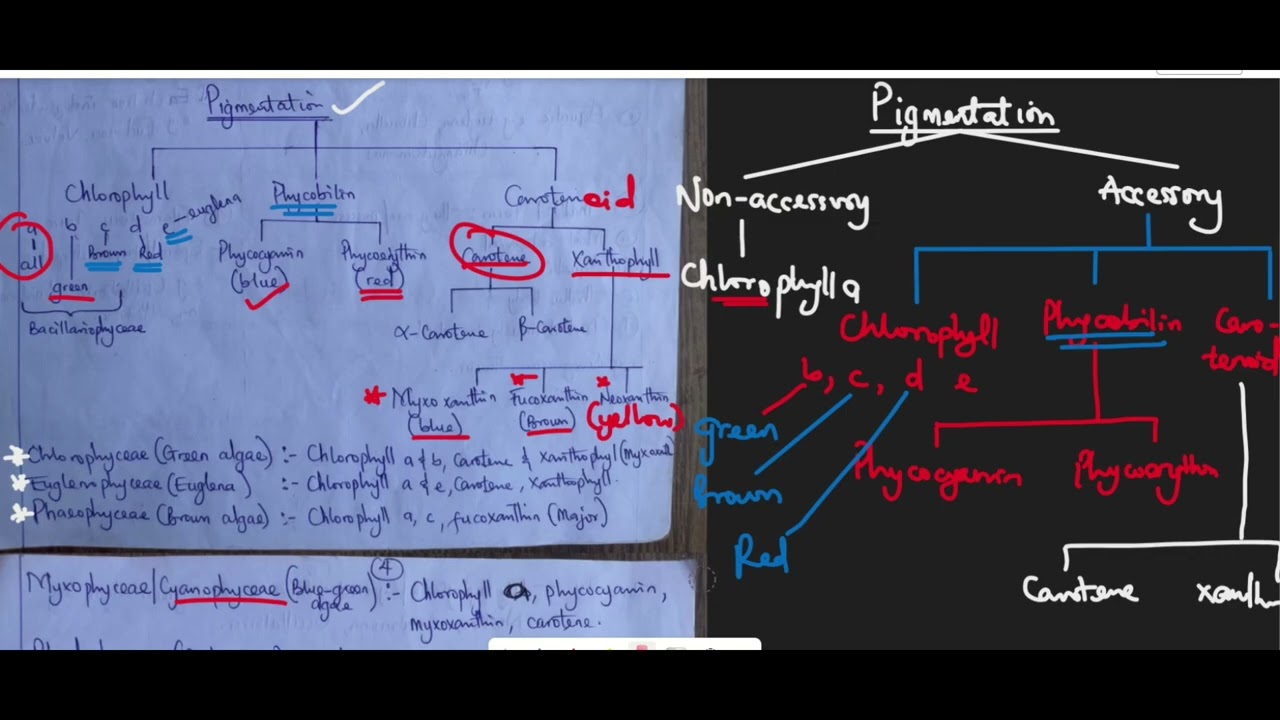 A-LEVEL ALGAE MADE SIMPLE - PART 3