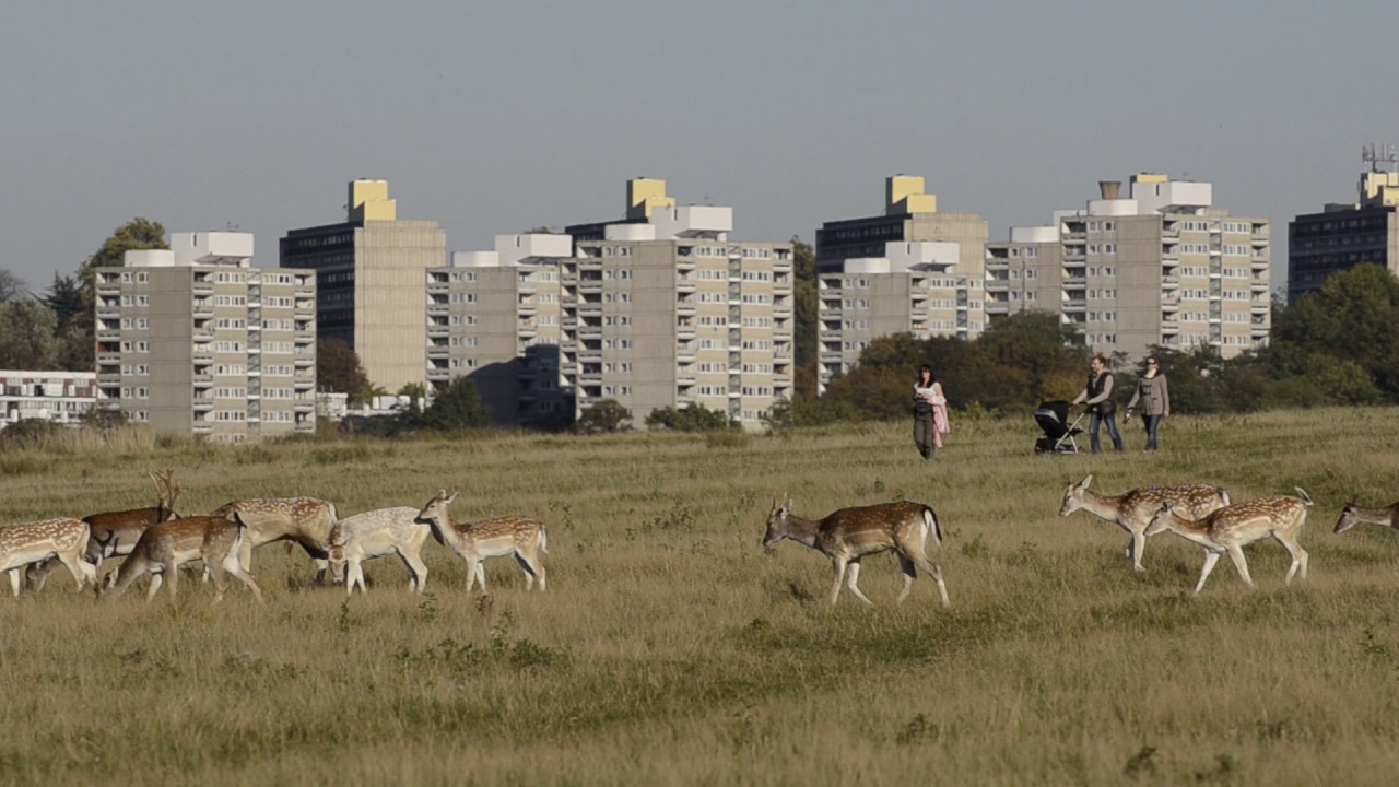 Fallow deer (Dama dama), with blocks of flats and people walking in the background, London, UK