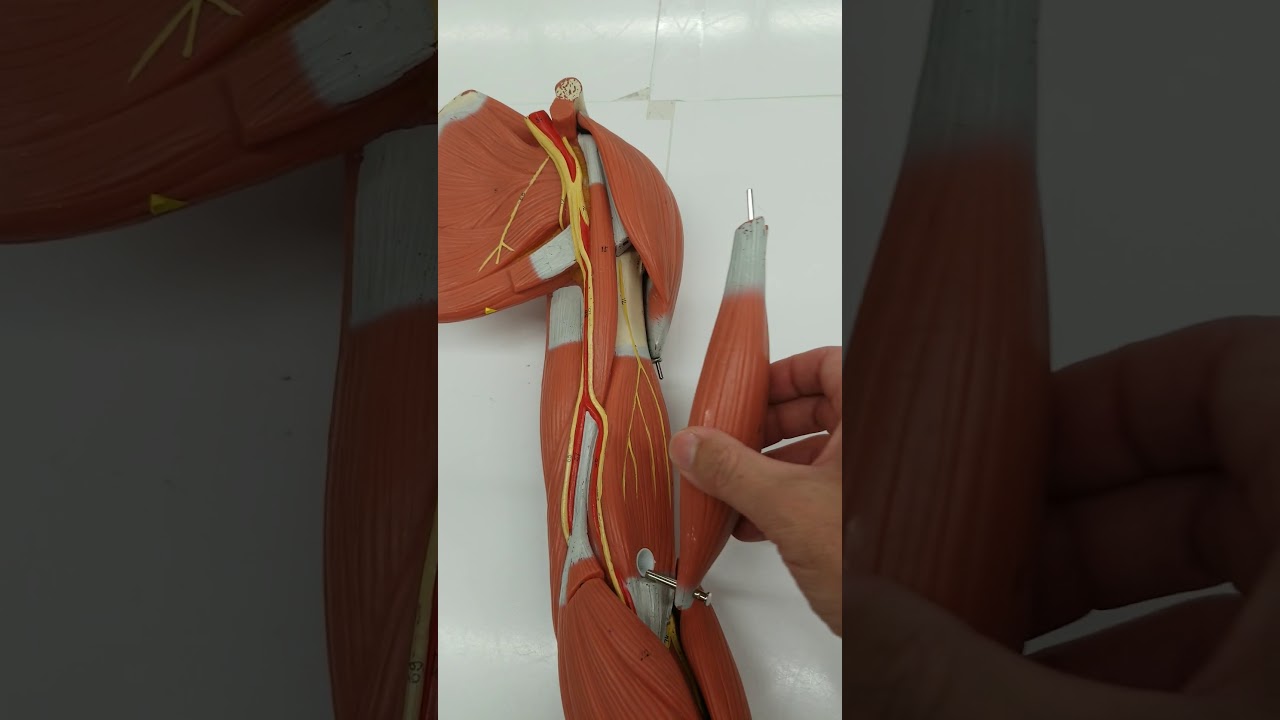 Muscles that move the forearm